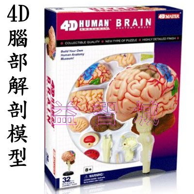 益智城《教學人體模型/器官模型/人體解剖模型/DIY模型/腦模型/腦部模型/生物/4D Master 》4D腦部解剖模型