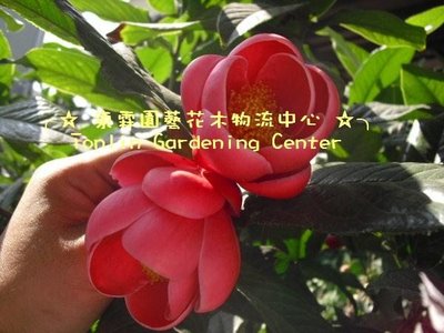 ╭☆東霖園藝☆╮茶花(紅海棠) 海棠  5吋盆---非常漂亮