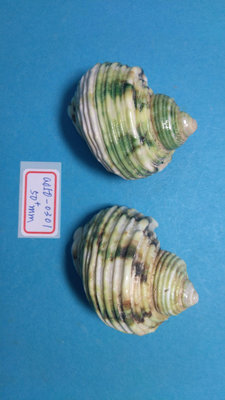 (shelllin 貝殼林)  a050-0301 銀口嶸螺洗金品 50+mm/2pcs