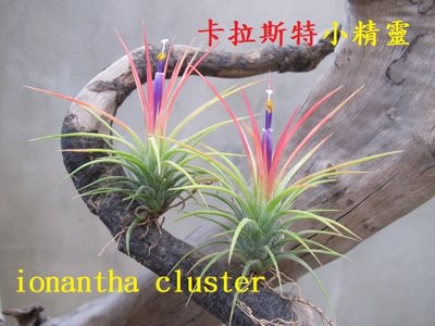 空氣鳳梨綠房子卡拉斯特小精靈 Tillandsia ionantha Cluster-L