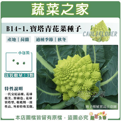 【蔬菜之家滿額免運】B14-1.寶塔青花菜種子3顆 F1，花球優美，鮮綠色，花球寶塔型， 收穫期一致性高，外形特殊美觀