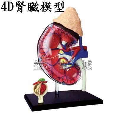 益智城《生物教學模型/4D人體模型/人體器官模型/DIY模型/腎模型/4D器官模型/4D MASTER 》4D腎臟模型