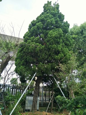 元茂園藝高鐵南路園區 巨無霸 60年龍柏老樹 歡迎現場鑑賞 假植處理完成全年可移植出貨