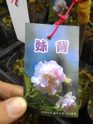 ╭☆東霖園藝☆╮日本櫻花(妹背)---另有多種品種..目前缺貨中