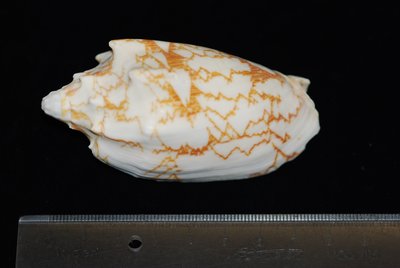 蝙 蝠 渦 螺 Cymbiola vespertilio 貝 殼 A