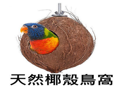 鸚鵡鳥窩 椰子椰殼 樹洞 樹窩 繁殖鸚鵡用品 鸚鵡玩具 玄鳳虎皮 牡丹 文鳥