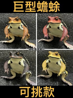 【領航員會館】單售可挑IKIMON日本正版NTC圖鑑-巨型蟾蜍 扭蛋 公仔 癩蛤蟆 青蛙 牛蛙 動物 模型 玩具 標本