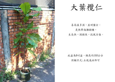 心栽花坊-大葉欖仁/琵琶樹/8吋/綠化植物/綠籬植物/綠化環境/售價400特價350