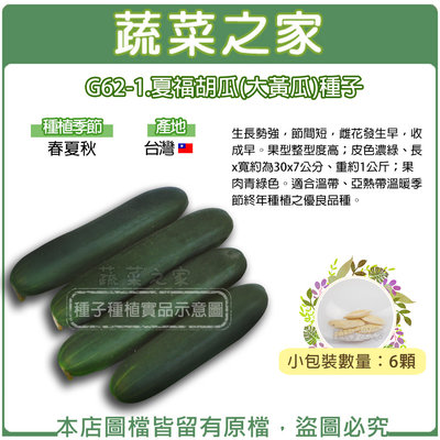 【蔬菜之家滿額免運】G62-1.夏福胡瓜(大黃瓜)種子6顆