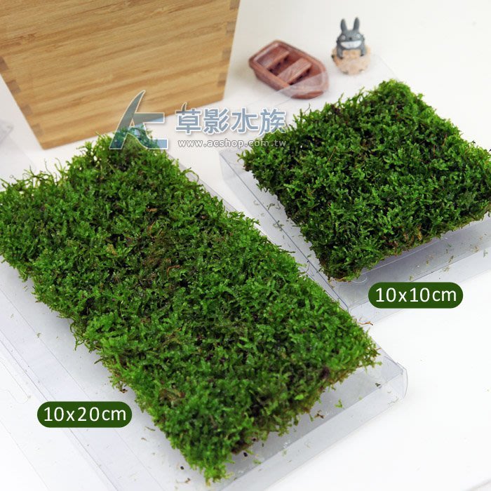 Ac草影 卡夾式默思草皮 15x10cm 一個 前景草陰性水草 Yahoo奇摩拍賣