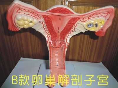【奇滿來】B款 卵巢解剖模型 人體子宮模型 女性陰道模型 內外生殖器官 婦科醫學演示 醫學教學 ARDM