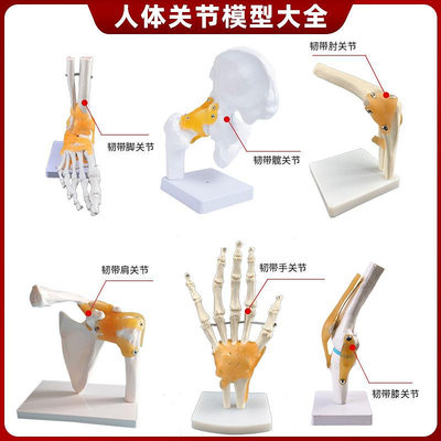 人體關節骨骼解剖手肘腕腳踝骨肩膝關節髖骨科附韌帶醫學教學模型