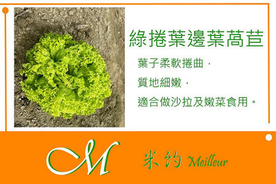 《Meilleur》綠捲葉邊皺葉萵苣種子10元 1.5g