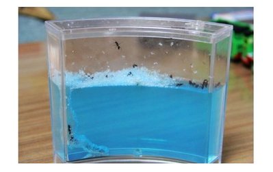 中號【NF286】螞蟻迷宮 螞蟻王國 生態玩具 看螞蟻築巢 螞蟻工坊 養螞蟻 螞蟻日記