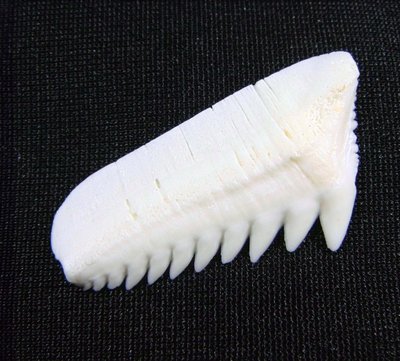 [六鰓鯊嘴牙]..4.1公分#1 六鰓鯊魚牙.下牙..稀有鯊魚超大尺寸! .雪白無缺損.....當項鍊墜子或標本珍藏!