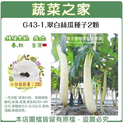 【蔬菜之家滿額免運】G43-1.翠白絲瓜種子2顆//一代交配 瓜身白色，瓜柄頂端綠色，皮薄，光滑，果長約30~40公分