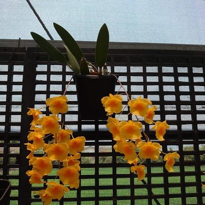 黃金石斛蘭(聚石斛)Dendrobium aggregatum(lindleyi)