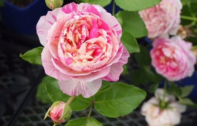 馬內 Édouard Manet。悠遊山城(創始店)5-6吋盆玫瑰。特價350