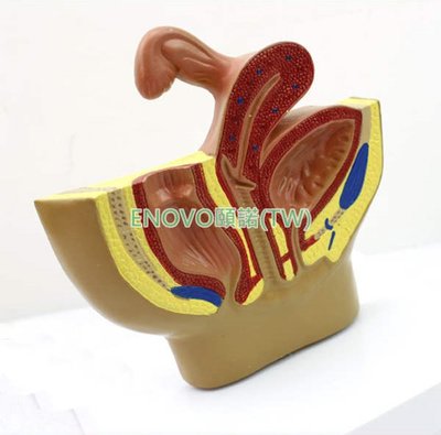 (ENOVO-123) 女性盆腔系統生殖系統輸卵管膀胱陰道直腸模型婦科醫院