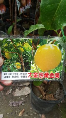 ╭＊田尾玫瑰園＊╯水果苗-(大金沙牛奶果)4吋40cm650元