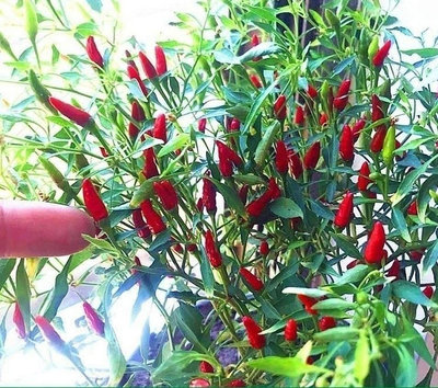 【大包裝蔬菜種子L252】魔鬼小雀辣椒~~極辣的迷你朝天椒品種，又叫做地獄火朝天椒。株高約40公分，果實長約1~2公分，粗約0.2公分，很容易栽培。