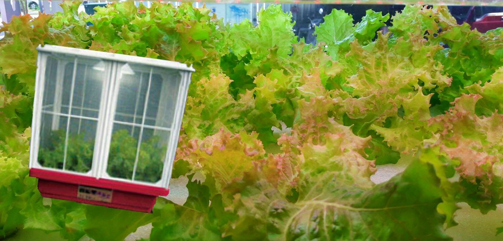 水耕栽培箱 種植箱 生態箱 水耕機台 無土栽培 種植架 蔬菜種植架 室內外植栽 室內外種植 種植系統 漢宮蔬田 Yahoo奇摩拍賣