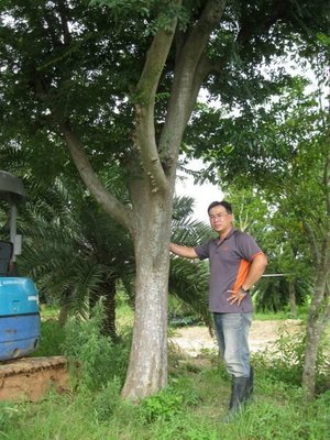 (青山園藝)榔榆米俓約30cm.高度6~8米 青楓紫檀琉球松羅漢松真柏桂花龍柏黑松茄苳