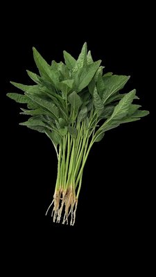 【大包裝蔬菜種子L394】 尖葉綠莧菜~~耐熱，葉披針型，葉色深綠色，莖葉柔嫩。