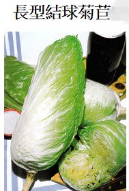 【蔬菜種子S400】長型結球菊苣~~具有美味及柔軟的質地。風味特殊，可用於主食、生菜沙拉或燒烤。