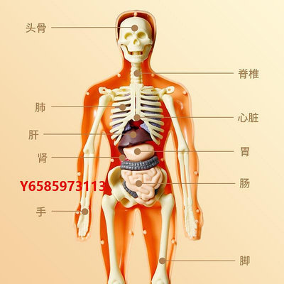 模型可拆卸拼裝人體模型結構骨骼器官4d骨架內臟學解剖早教兒童玩具