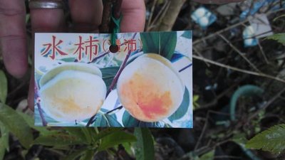 ╭☆東霖園藝☆╮柿子類水果苗(水柿)牛心柿