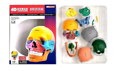 模型4D Master彩色人體頭骨拼裝模型原色骷髏頭熒光頭部骨骼3款