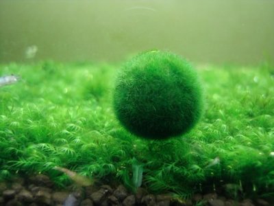 ☆☆福爾摩沙水草坊☆☆ 幸福綠藻球2cm紮實球體6顆600$
