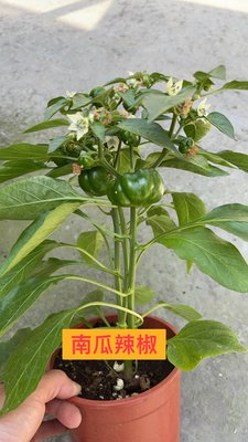 (補貨中)心心花園 ❤南瓜辣椒 5吋盆 ❤香草植物 ~結果很大顆唷~