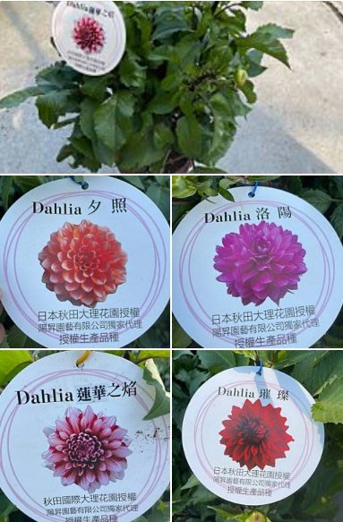 花花世界 季節花卉 秋田系列進口大理花 不挑花色 大麗菊 大麗花 5吋盆 高30 60cm Ma Yahoo奇摩拍賣