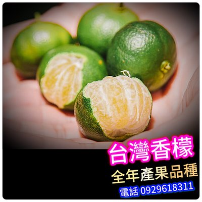 台灣香檬-嫁接盆栽，這是最新品種，成樹後結果量多！這批苗木非常漂亮！【滿5棵免運+買五送一】