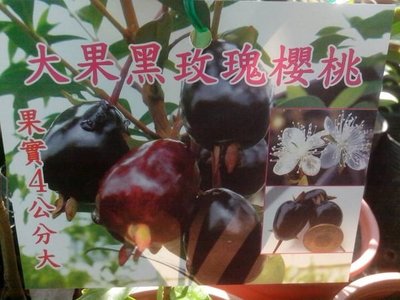 ╭＊田尾玫瑰園＊╯新品種水果苗-(大果黑玫瑰櫻桃)