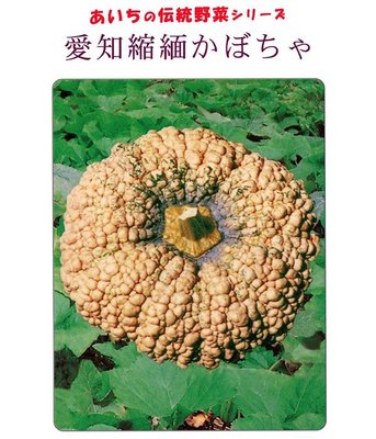【大包裝蔬菜種子L294】愛知縮緬南瓜~是日本愛知縣的特產，果實約2.5公斤，扁平。皮膚上有獨特的褶皺，果肉質地粘稠