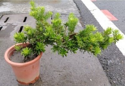 花花世界_觀葉喬木--金鑽羅漢松(美型)，常綠喬木--好種植 /6吋盆/高30-35公分/MA