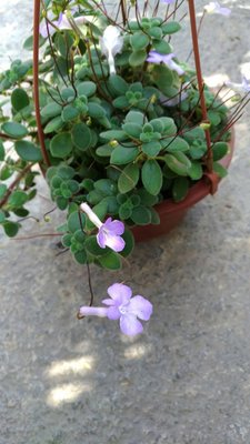 ╭☆東霖園藝☆╮多年生草本(海豚花)紫花海豚花----溫暖氣候.可全年開花  另有小苗30元一株