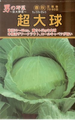 【大包裝蔬菜種子B125】超大球甘藍，重達4~5公斤，日本最大的高麗菜品種。