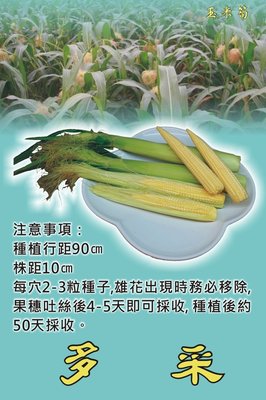 【1磅裝蔬菜種子P163】多采玉米筍~口感香甜，適當栽培管理每株可收5穗。