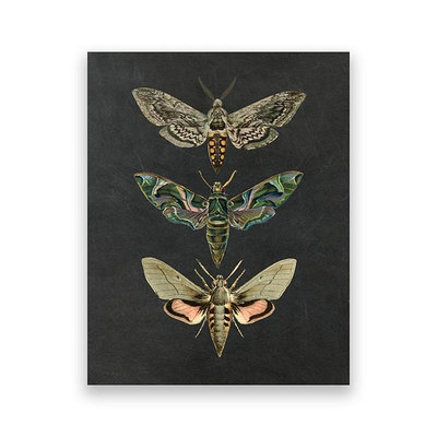 裝飾畫復古蝴蝶蜜蜂蜻蜓昆蟲標本海報 現代家居墻壁裝飾無框帆布畫芯