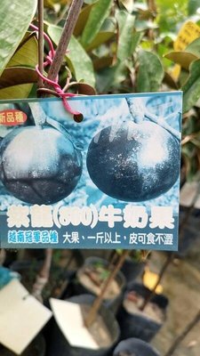 ╭＊田尾玫瑰園＊╯水果苗-(紫龍牛奶果)高50cm800元