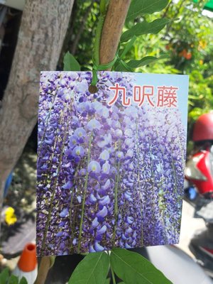 花花世界_喬木圍籬--九尺藤，淡紫色小花成串垂下--樹姿優美/6吋盆苗/高約30~40cm/Tm
