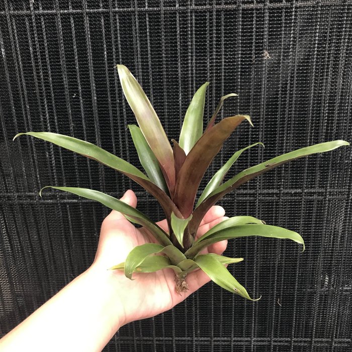 空氣鳳梨索姆tillandsia Somnians 花梗芽品種 Yahoo奇摩拍賣