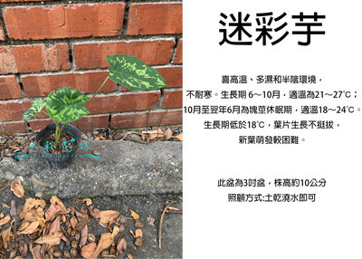 心栽花坊-迷彩芋/彩葉芋/3吋/綠化植物/室內植物/觀葉植物/售價60特價50