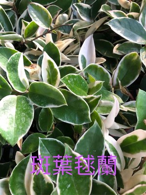 斑葉毬蘭（3寸盆）