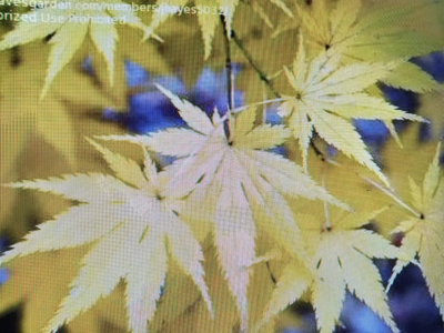 日本黃金紅楓樹，名字叫做黃八丈，小品盆栽盆景造型漂亮第一張第二張圖片秋天示意圖便宜賣1980超商免運好種植喜日照潮濕環境