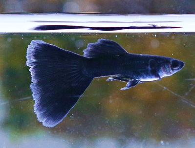【成崧水族，十送一】黑木炭對魚 孔雀魚 黑木炭孔雀 黑木炭 脂鯉科 餌料 模型